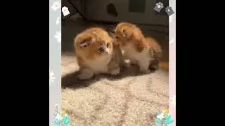 Anak kucing terlebih comel..❤❤#nor.cats
