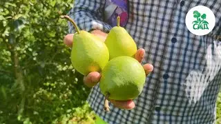 Груша МОСКВИЧКА. Неприхотливость, стабильный урожай и восхитительный вкус плодов.
