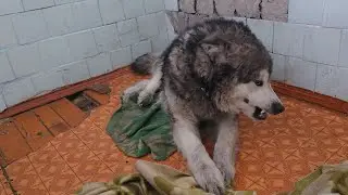 Как в приюте волка лечили.