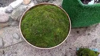 Moss grows on its own or is propagated by spores. It is easy