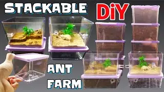 DIY STACKABLE Ant Formicarium  | D colony