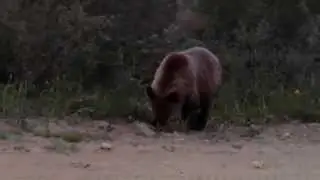 Нашествие медведей