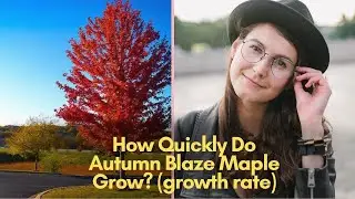 How Quickly Do Autumn Blaze Maple Grow? (Growth Rate)
