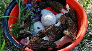 We went after Morels, and found THEM! Successful mushroom hunting 2020