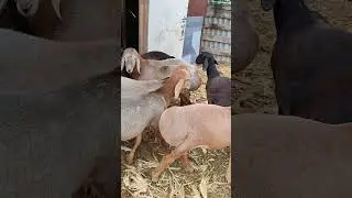 Баранчики на продажу тел. 89064759218