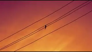 Evening Birdsong Relaxing Nature Sounds