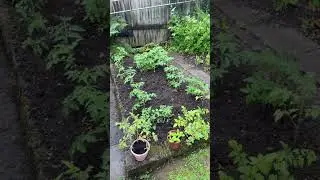 Indoor v outdoor tomato’s which ones will win?