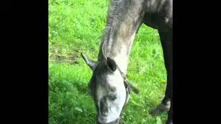 Dunja Knebl  -  KOJNI MOJI