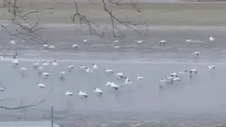 I have not seen this many Pelicans ever! So beautiful to watch #youtube