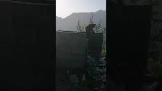 Monkey feeding baby