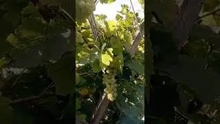 виноград