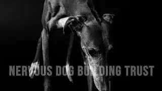 Day 1 Looks Like Training A Nervous Dog
