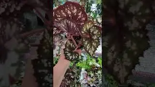 Великолепие бегоний скоро меня убьет!