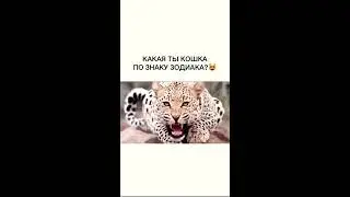 Какая ты кошка по знаку зодиака? информация от меня Koshki Milki 🐅🐆🐄