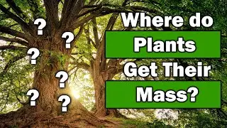 Where does the mass of a plant come from?