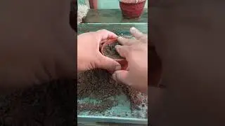 How to grow cutting of Rubber Plant