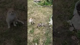 Котики Ивангорода