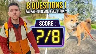 Mon Shiba Inu décide de TOUT pendant la balade : moments absurdes garantis ! (Quiz)