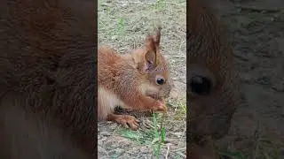 белочка