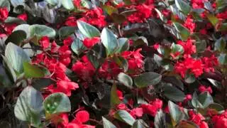 Begonia Whopper - All About Color