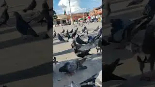 #bogota #cundinamarca #colombia #palomas