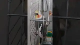 #попугай #животные #карелла #птица #птахи