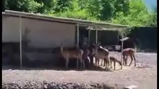 GEYİK ÇİFTLİGİ