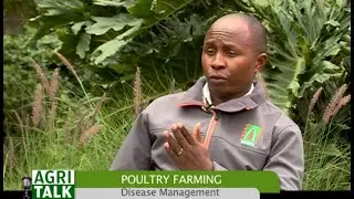 Factors to consider when setting up a Poultry farming business - Part 1