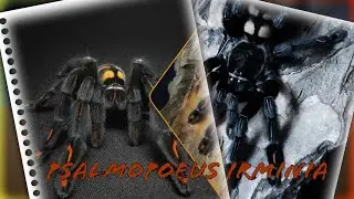 Psalmopoeus irminia / Пересадка молодої гарної дівчинки)))
