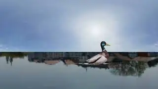 duck Blender animation