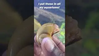 What the heck is a MYSTERY SNAIL??