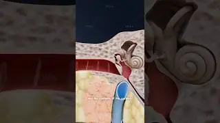 How do we hear? The journey of sound through the ear explained in 3D