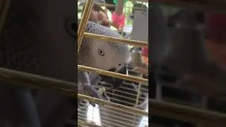 Трапеза попугая