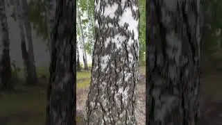 Берёза
