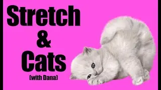 Stretch & Cats (with Dana)