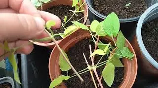 Черенкую Клематис.На сколько живучи эти растения.
