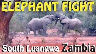🐘🐘 Elephant Fight! SAFARI in ZAMBIA, South Luangwa National Park 🦓