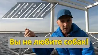 Вы не любите собак! #воспитаниесобак #НЕдрессировка #собаки #домашниеживотные #кликердрессировка