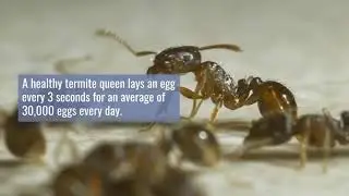 The Importance of Termite Inspections and What to Do If You Find Them