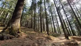 Dense Woods | Walk | Forest | Deodars | Shimla | Khurshali | HP | Scenic | #CalmPeace