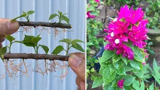 It's great that you will have a bougainvillea garden with just one flower branch