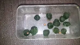 Marimo Mooskugeln, Dauerfutter für Garnelen und Vermehrung