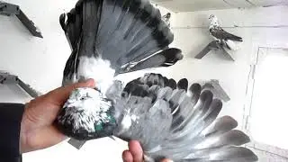 Голуби Виктора. г.Элиста.