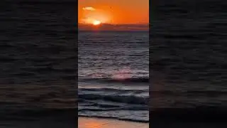 New year, same wildlife 🐬 🎥foreveralluring on IG