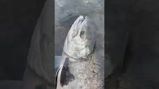 Кета ,Камчатка 
