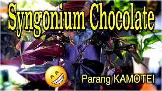 Syngonium Chocolate Plant Care - How To Grow? Parang KAMOTE lang!