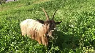 Unterwegs mit den Geissen 🐐