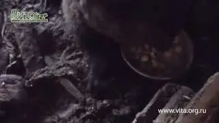 Медведь в Кингисеппе - 2
