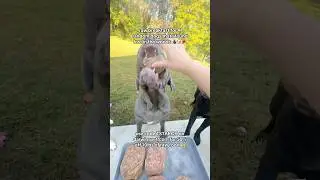 raw breakfast for 4 random dogs that I found lost in the woods 🌲🐶🥩 #lostdogs #dogs