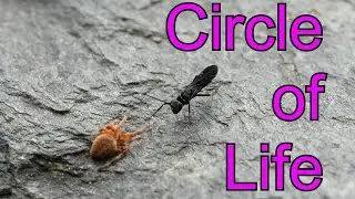 Wasp Vs Spider - The Circle of Life